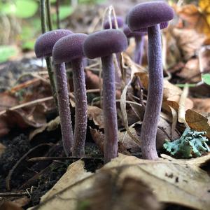 Amethyst Deceiver