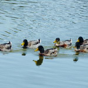 Mallard