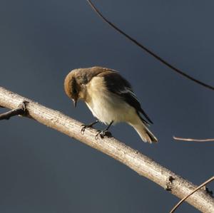 European Pied Flycatcher