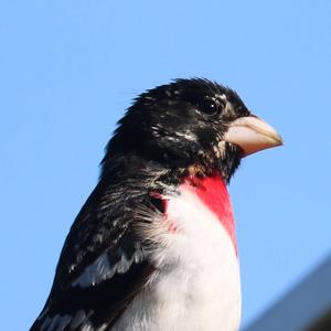 Rose-breasted Grosbeak