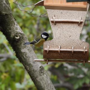 Great Tit