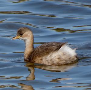 Little Grebe