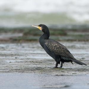 Great Cormorant