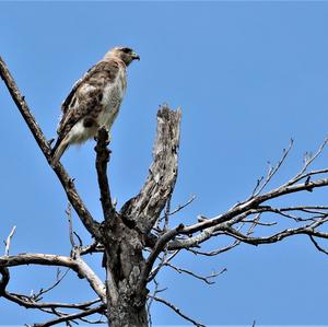 Red-tailed Hawk