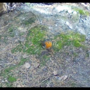 European Robin