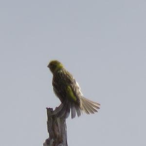 European Serin