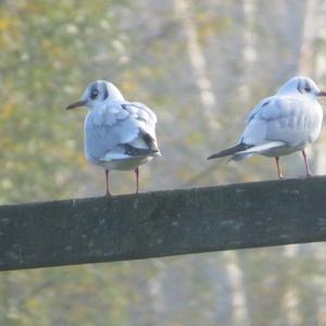 Black-headed Gull