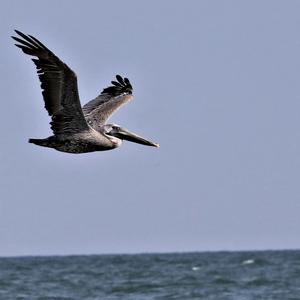 Brown Pelican