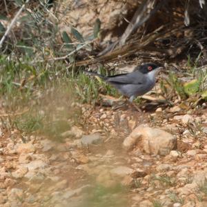 Sardinian Warbler