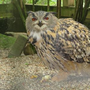 Eurasian Eagle-owl