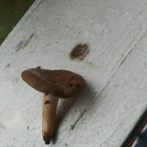 Bluing Psilocybe