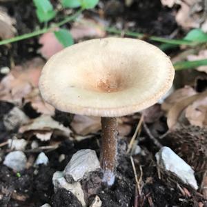 Funnel Clitocybe