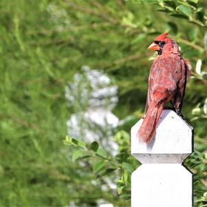 Northern Cardinal