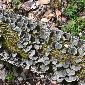 Turkey-tail