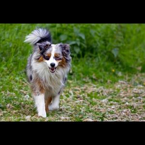 Border Collie