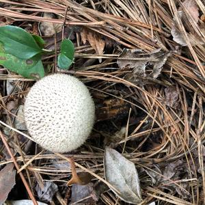 Gem-studded Puffball