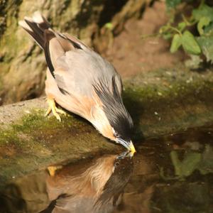 Brahminy Starling