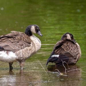 Canada Goose