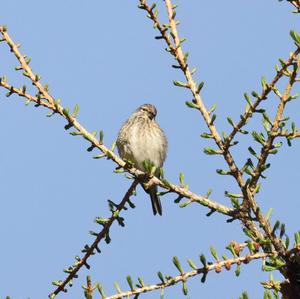 Eurasian Linnet