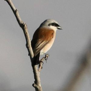 Red-backed Shrike