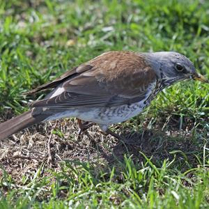 Fieldfare