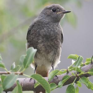 Black Redstart