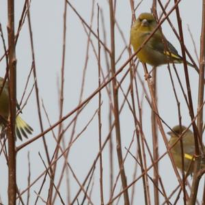 European Greenfinch