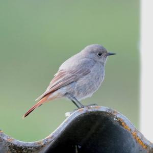 Black Redstart