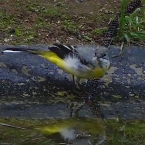 Yellow Wagtail