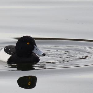 Tufted Duck