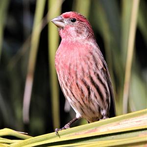 House Finch