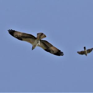 Osprey