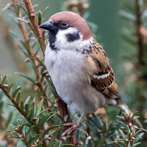 Eurasian Tree Sparrow