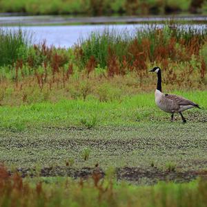 Canada Goose