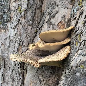 Dryad`s Saddle