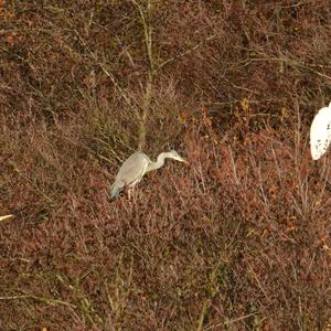 Grey Heron