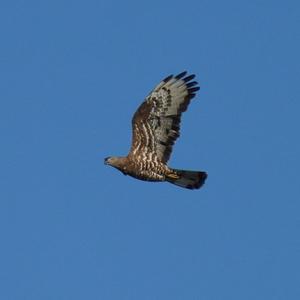 European Honey-buzzard