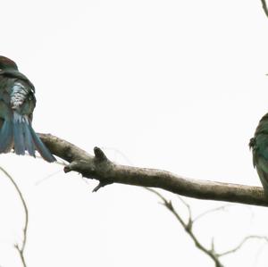 Blue-tailed Bee-eater