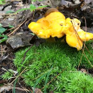 Chanterelle, Common