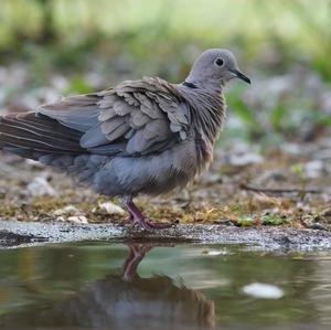 Eurasian Collared-dove