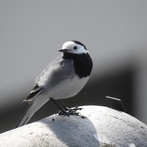 White Wagtail