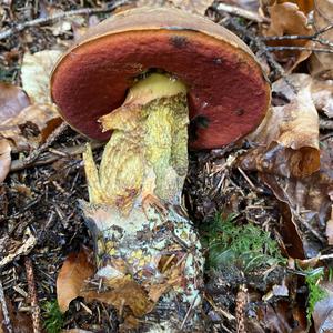 Dotted-stem Bolete