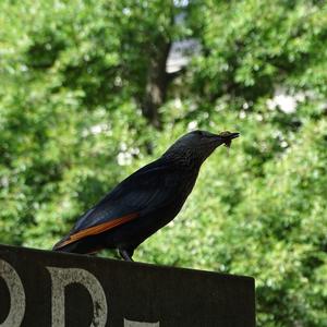 African Thrush