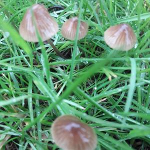 Mycena, Common