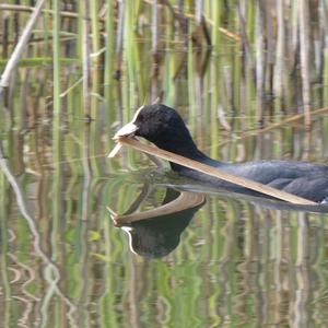 Common Coot