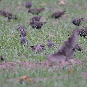 Common Starling