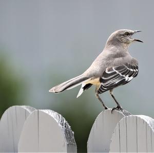 Northern Mockingbird