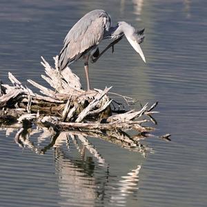 Grey Heron