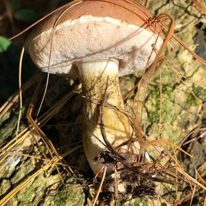 Bitter Bolete