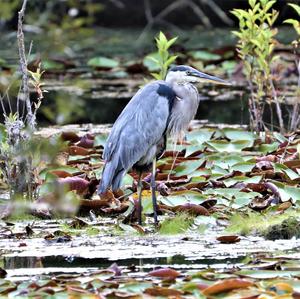 Great Blue Heron